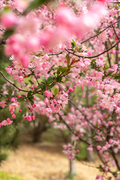 唯美漂亮的桃花林实拍图
