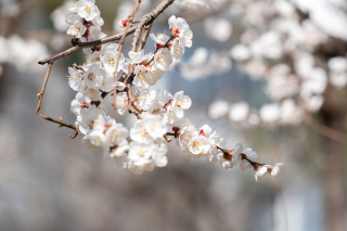 绿树红花桃花实拍图