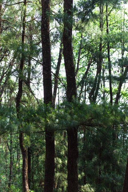 竖版两颗大树枝干实拍图