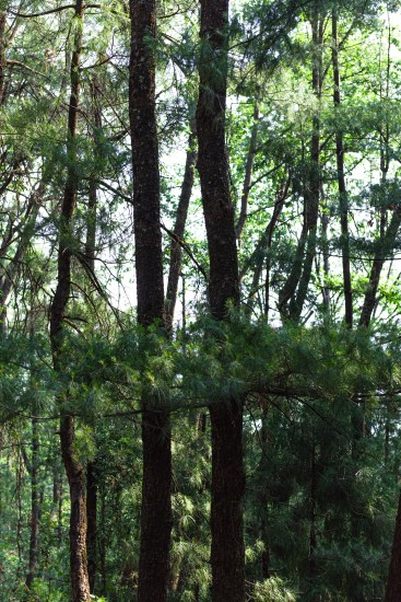 竖版两颗大树枝干实拍图