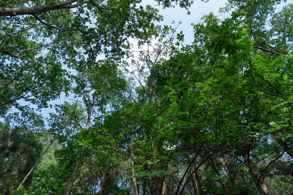 茂密树林横版图片