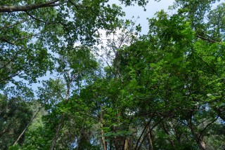 茂密树林横版图片