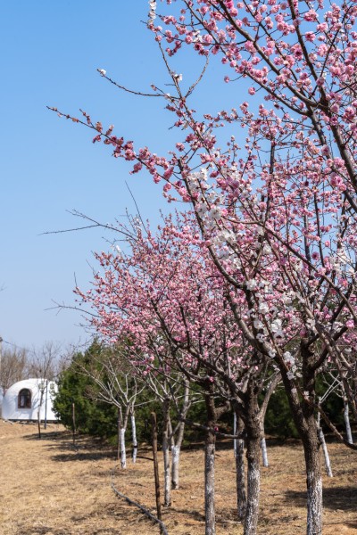 开满粉色桃花的桃花林实拍图