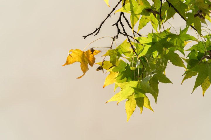秋天干枯的树叶近景高清图版权图片下载