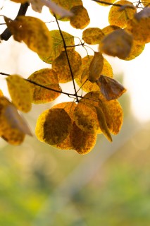 秋天枝头黄色叶子实拍图