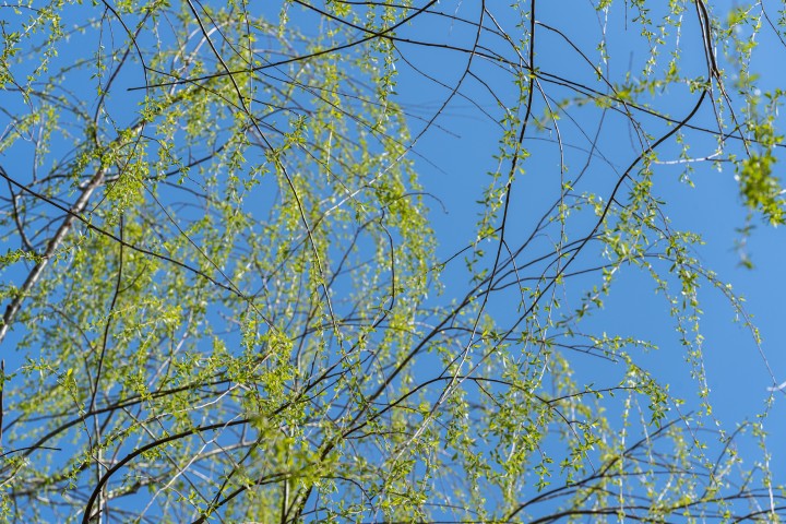 春天绿意正浓的枝条实拍图版权图片下载