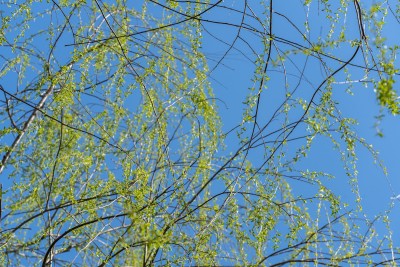 春天绿意正浓的枝条实拍图