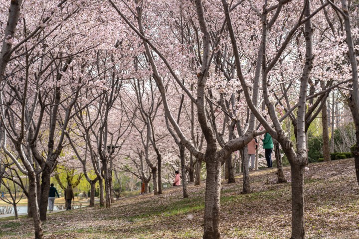 种满桃花的树林实拍图版权图片下载