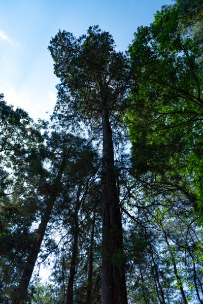 参天大树实拍图