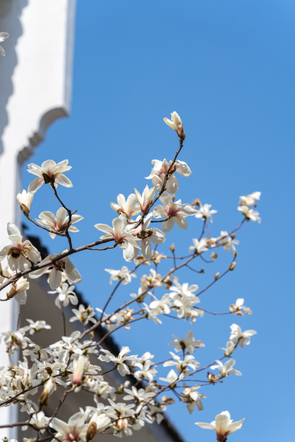 徽派建筑旁的花枝实拍图