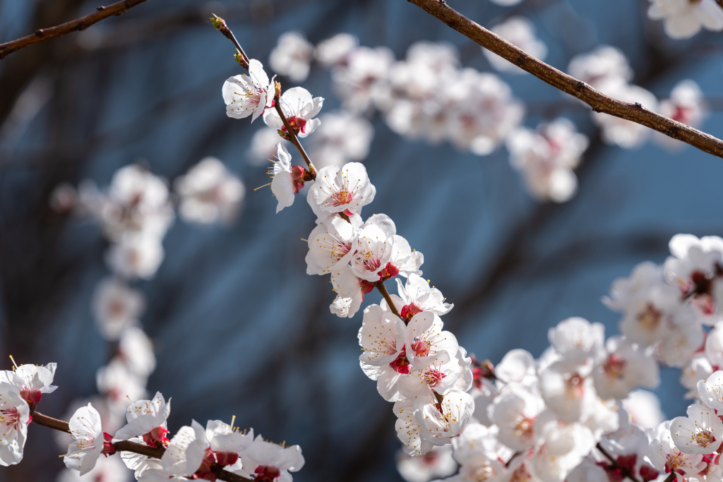 令人愉悦的花枝实拍图版权图片下载