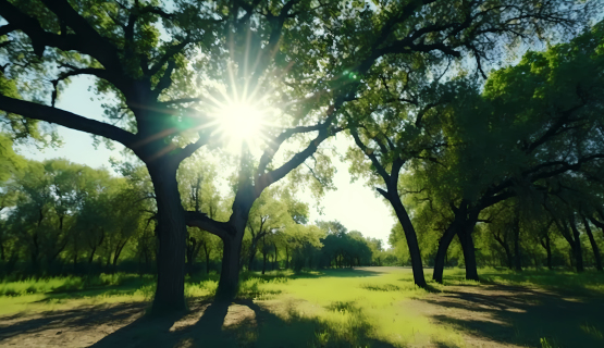 阳光穿过公园里的树木摄影图