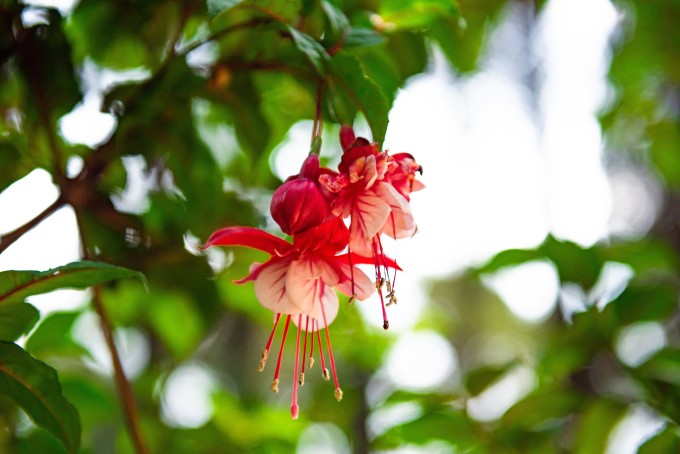 红色花朵果实特写高清图