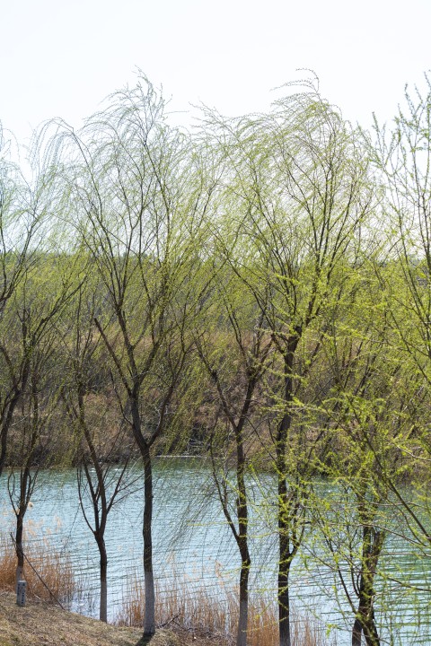 湖边的连绵树木实拍图版权图片下载