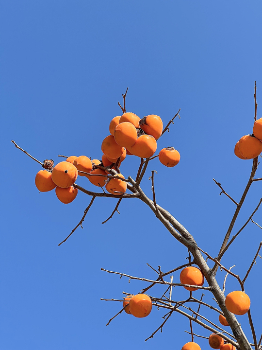 橙黄柿子蓝色天空高清图版权图片下载