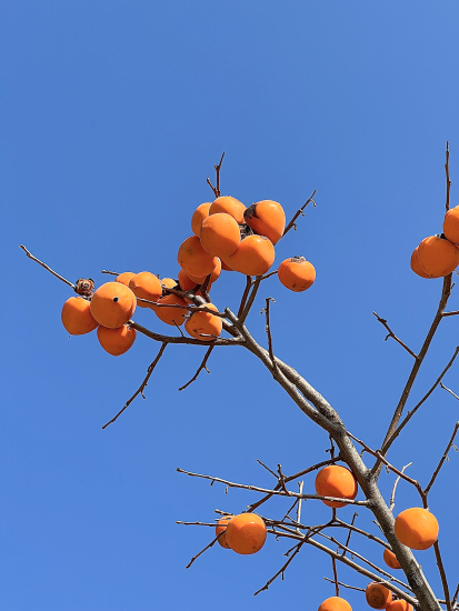 橙黄柿子蓝色天空高清图