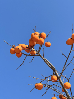 橙黄柿子蓝色天空高清图