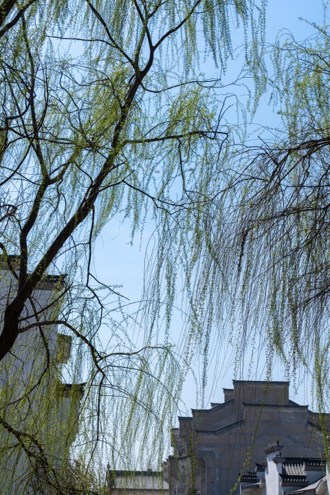 园林建筑旁的柳条枝实拍图版权图片下载