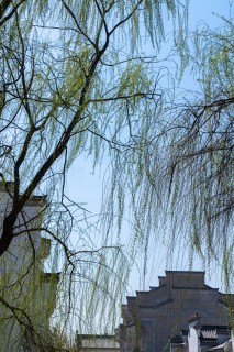 园林建筑旁的柳条枝实拍图