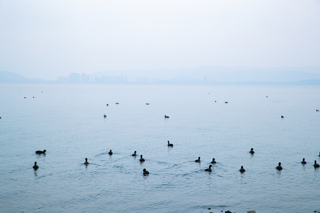 湖面上的水鸟实拍图版权图片下载