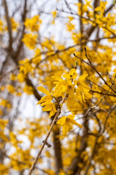 清新黄色花朵实拍图版权图片下载