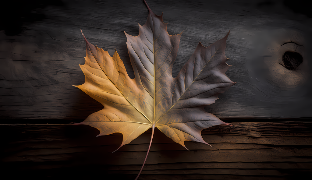 枫叶木上摄影图