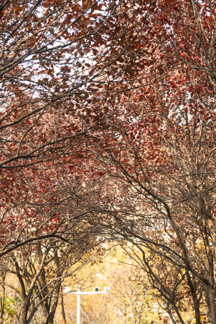 唯美红色树叶的树木实拍图