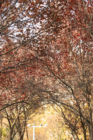 唯美红色树叶的树木实拍图