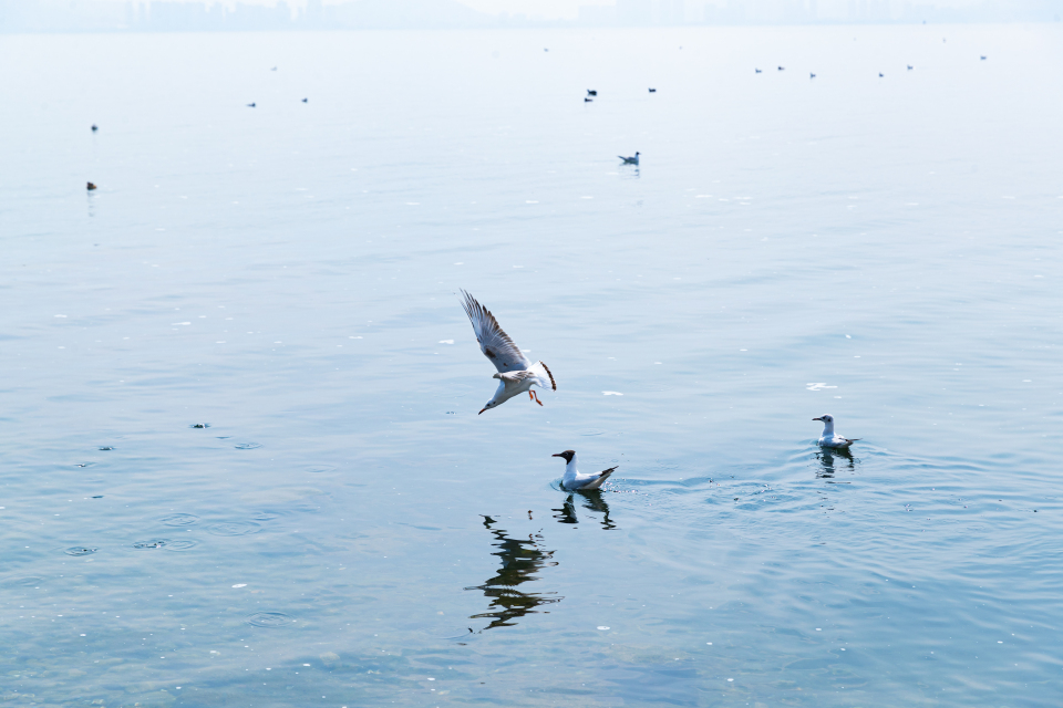 水鸟嬉戏实拍图
