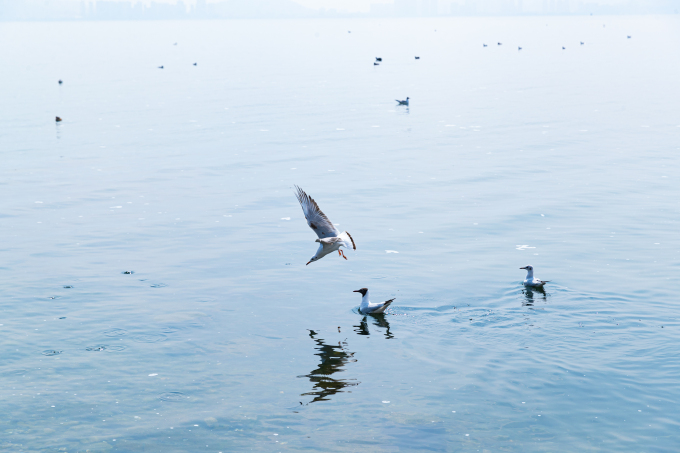 水鸟嬉戏实拍图