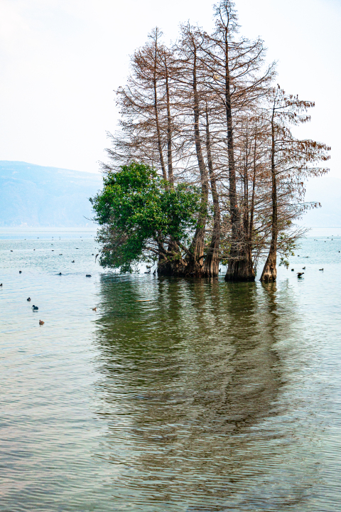 湖面大树风景图版权图片下载