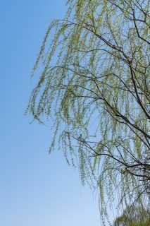 蓝天下垂下的柳枝条实拍图