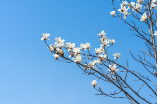 晴空下生长的花朵实拍图