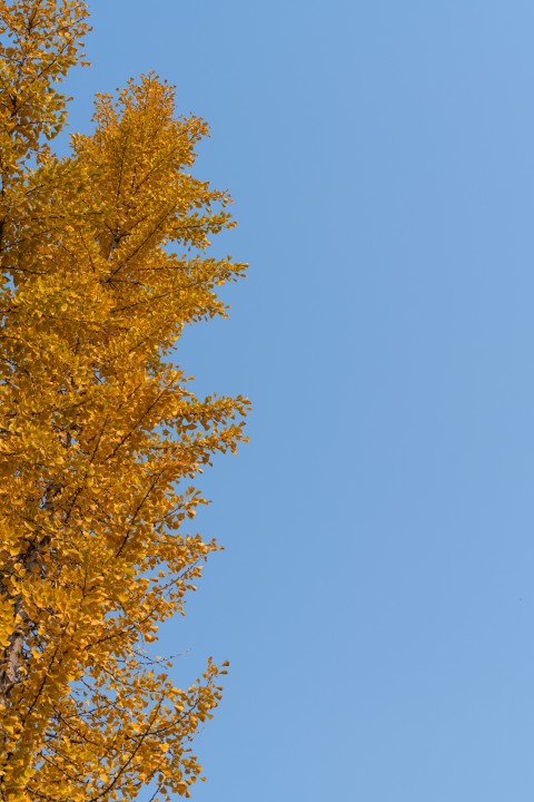 唯美银杏树黄色树叶高清图版权图片下载