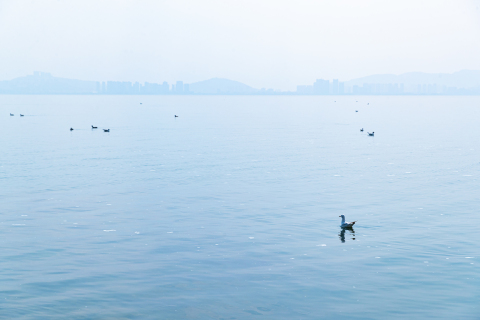 湖面游玩的水鸟图