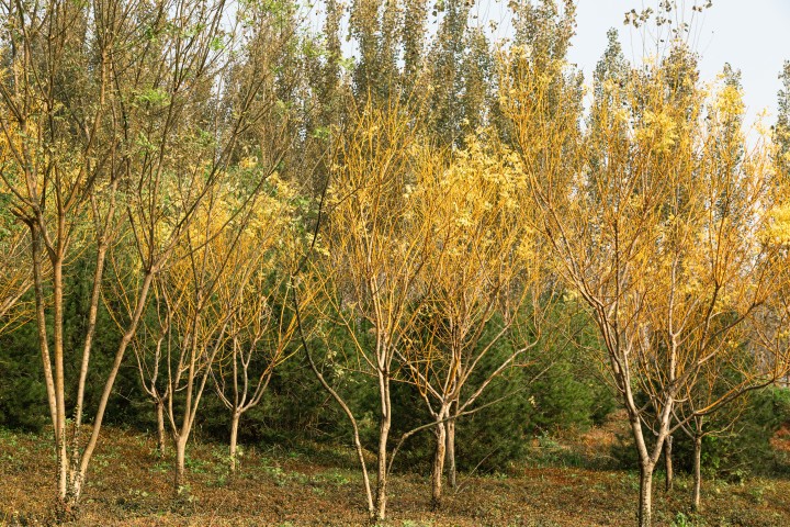秋天泛黄叶子的树林实拍图版权图片下载