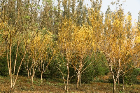 秋天泛黄叶子的树林实拍图