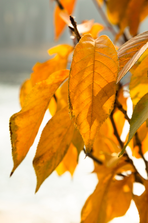 秋天枯黄败落的叶子实拍图版权图片下载