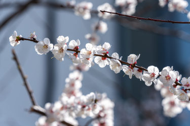 温柔浪漫纯洁桃花实拍图