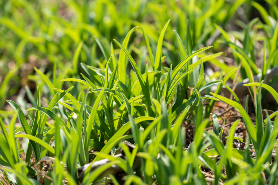 草丛里带有雨露的叶子实拍图