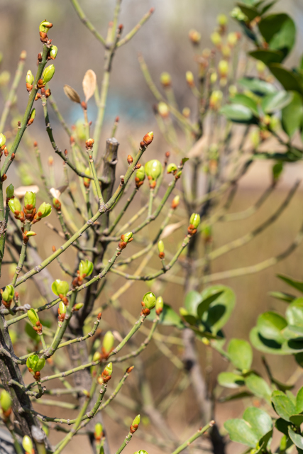 凌乱生长的树枝实拍图