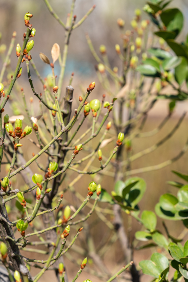 凌乱生长的树枝实拍图