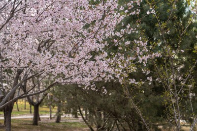 一拍茂盛桃花树实拍图
