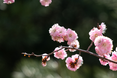 枝头开满粉色花朵实拍图