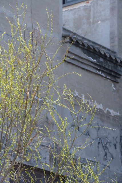 墙边生长的嫩芽实拍图