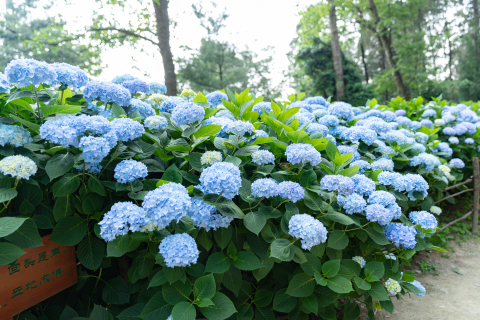 蓝色花朵草丛高清图