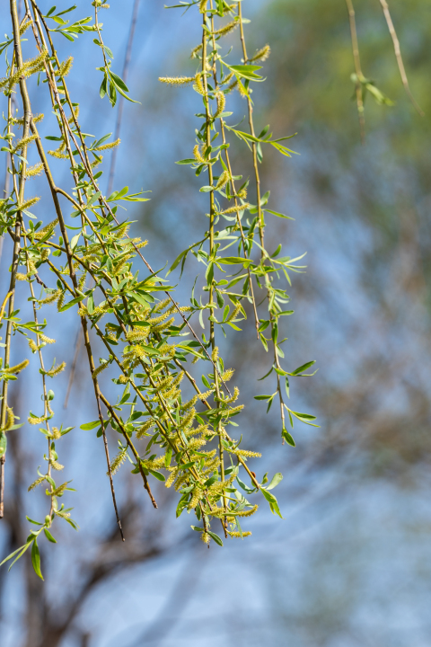 枝繁叶茂植物实拍图版权图片下载