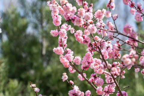 清新艳丽的粉色桃花实拍图
