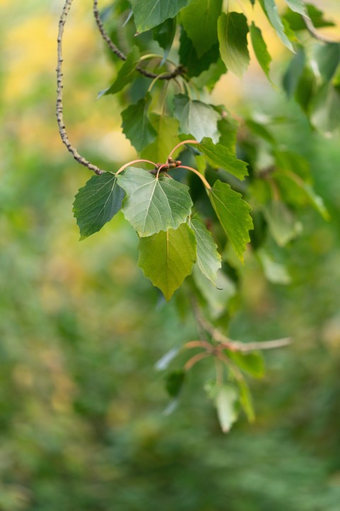 初秋绿色生机的树叶高清图版权图片下载