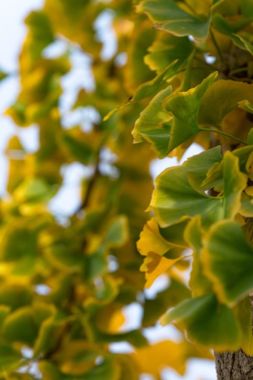 唯美黄绿渐变树叶实拍图